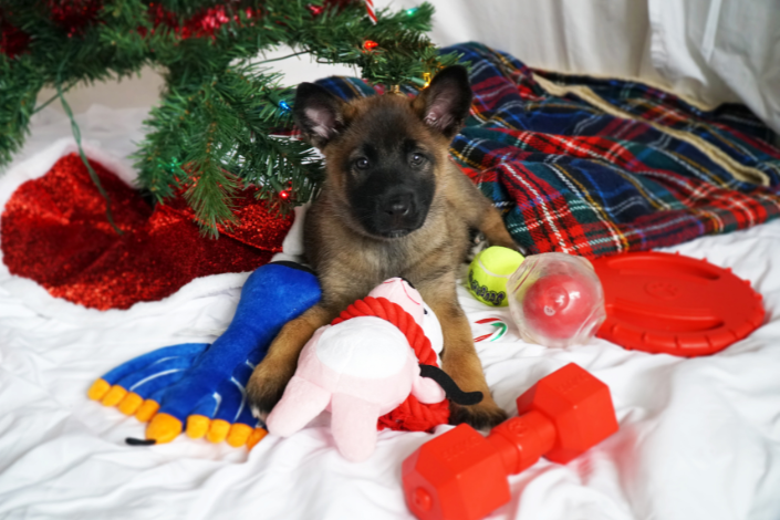 Survey: 81% of Pet Owners Buy Christmas Gifts for Dogs, Cats and