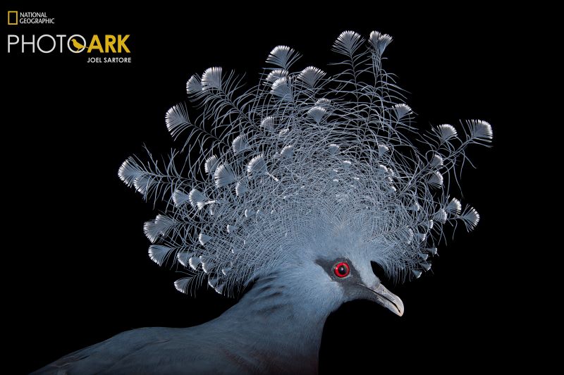 A Victoria crowned pigeon, Goura victoria, at the Columbus Zoo, Ohio, 2012.