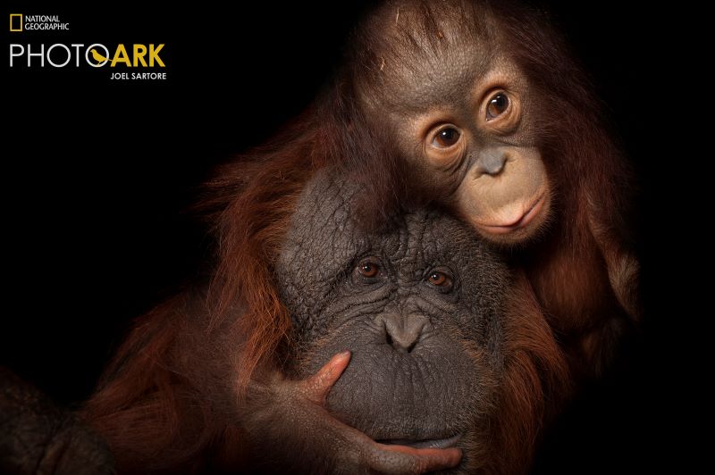 An endangered baby Bornean orangutan, Pongo pygmaeus, with her adoptive mother, a Bornean/Sumatran cross, Pongo pygmaeus x abelii, at the Houston Zoo, Texas, 2013.