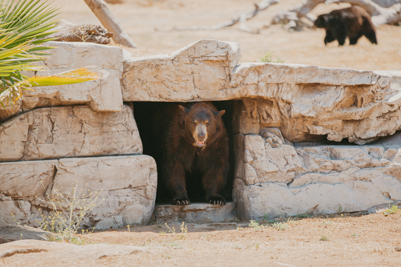 Meatball - Black Bear