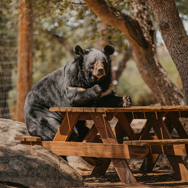 Teddy - Himalayan Black Bear