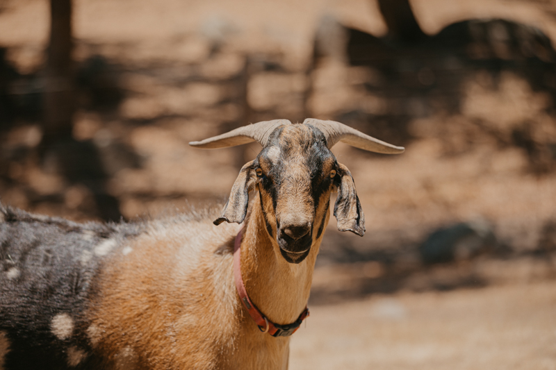Wilbur - Goat
