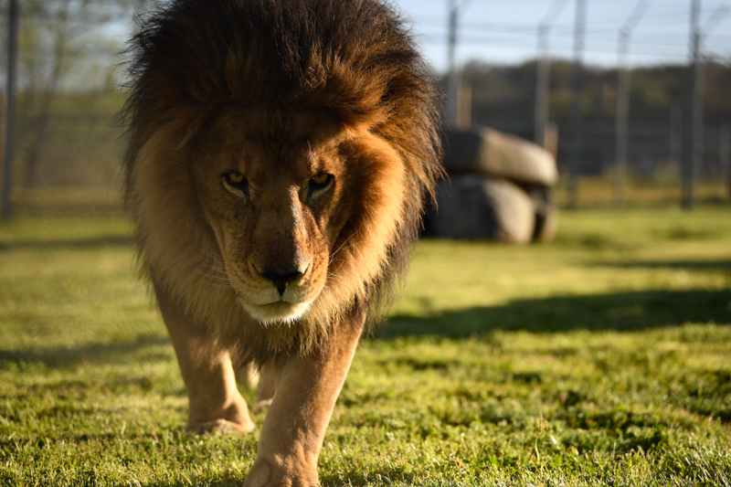 Bakari - Lion