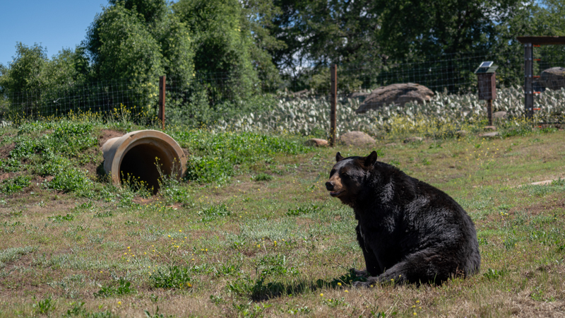 Sugar Bear - Black Bear