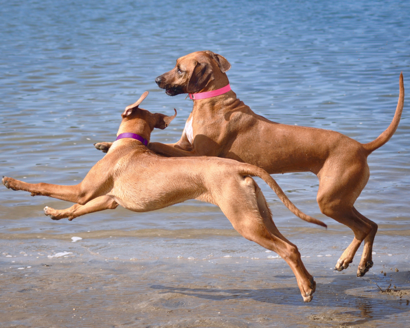 two dogs in water