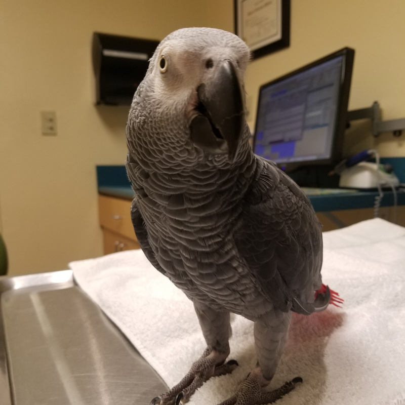 Susan's African Gray Parrot Einstein