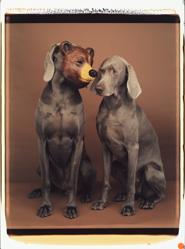 Photo of two dogs