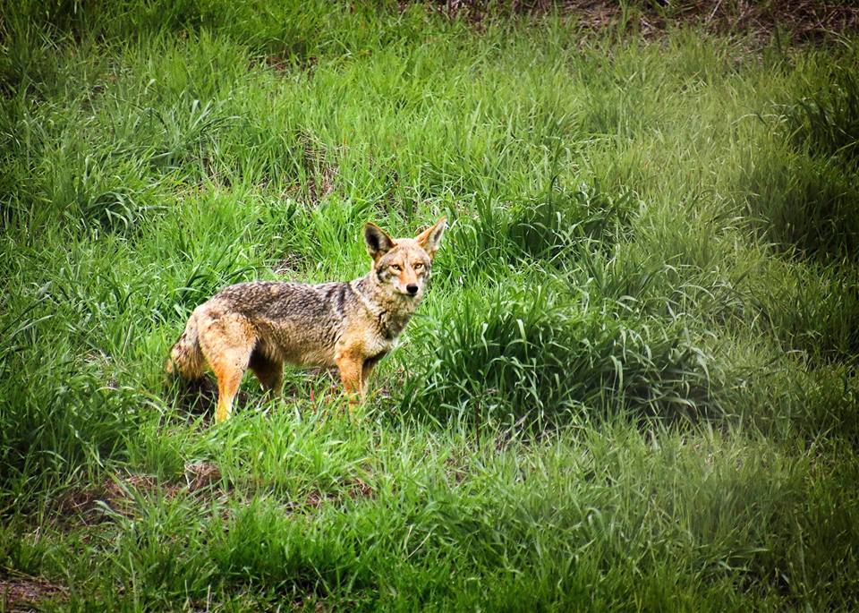 how do i keep my dog safe from a coyote