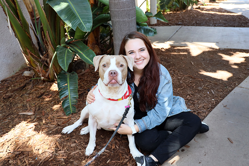 7 Truths About Pit Bulls San Diego Humane Society