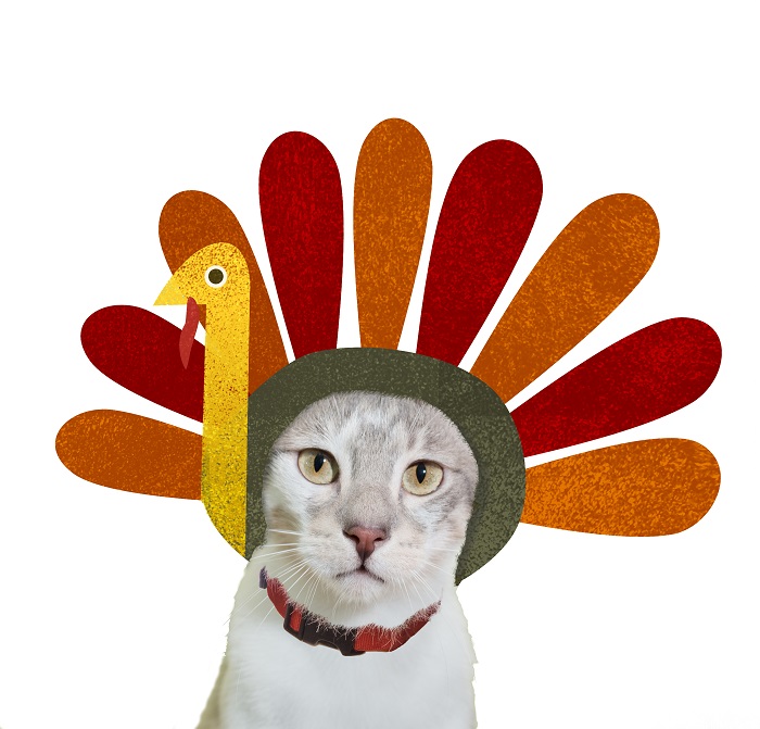 Thanksgiving Turkey Hat for Cats Funny Turkey Cat Hat With -  Denmark