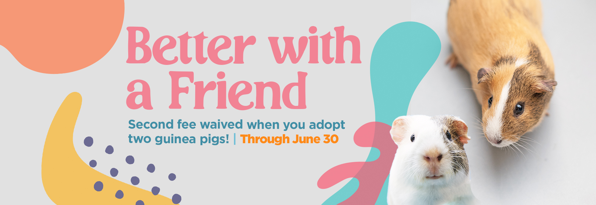 Better with a Friend | Second fee waived when you adopt two guinea pigs! Through June 30