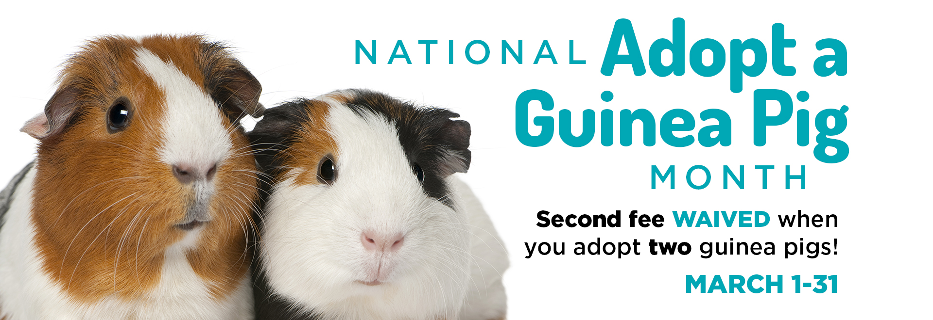 National Adopt a Guinea Pig Month | Second fee waived when you adopt two guinea pigs! | March 1-31