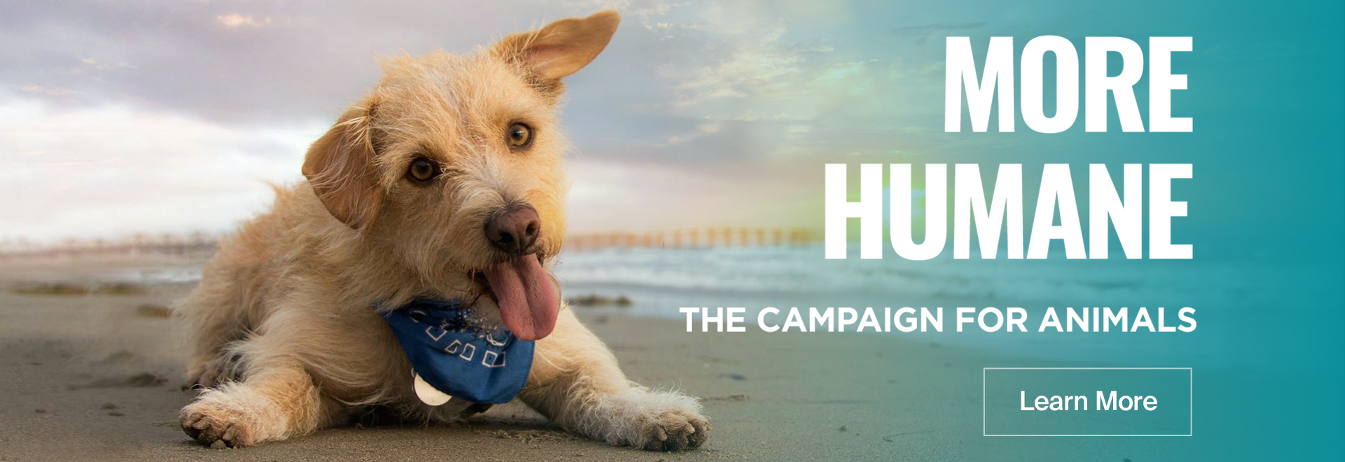 More Humane: The Campaign for Animals