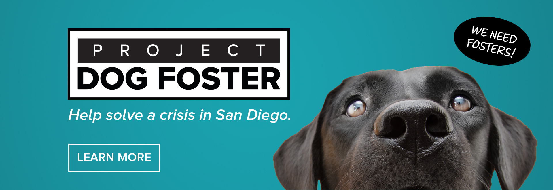 Project Dog Foster, help solve a crisis in San Diego | Learn More