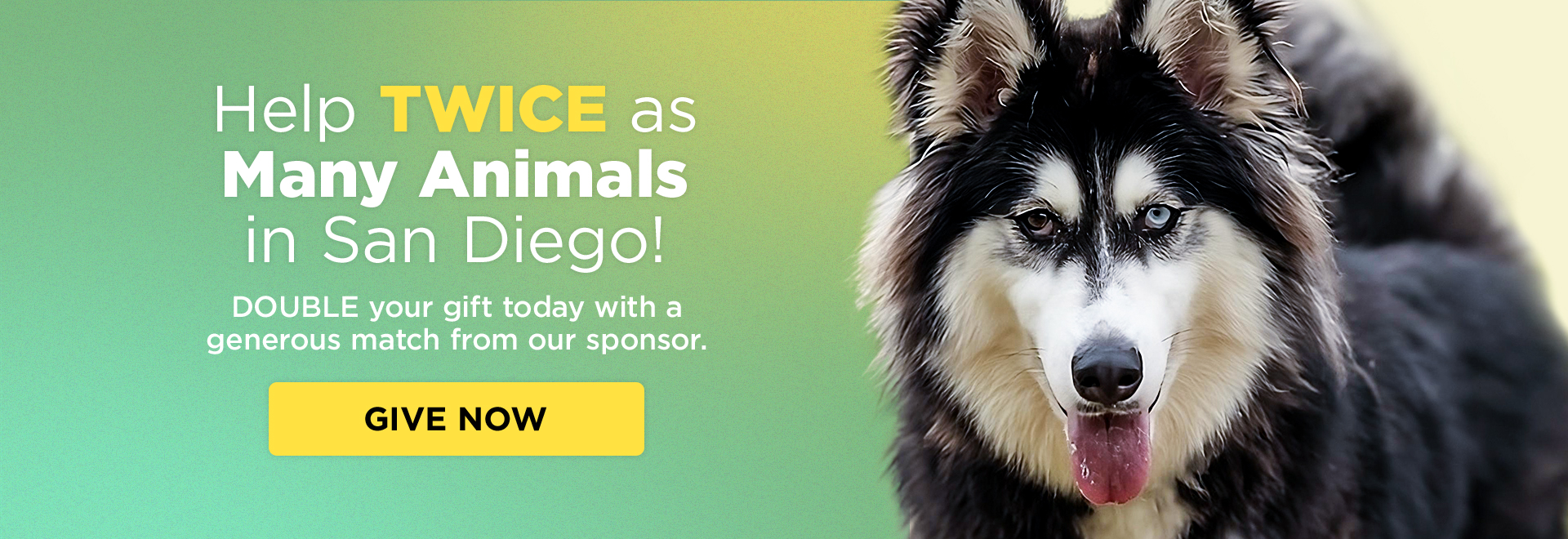 Help twice as many animals in San Diego! Double your gift today with a generous match from our sponsor. Give Now