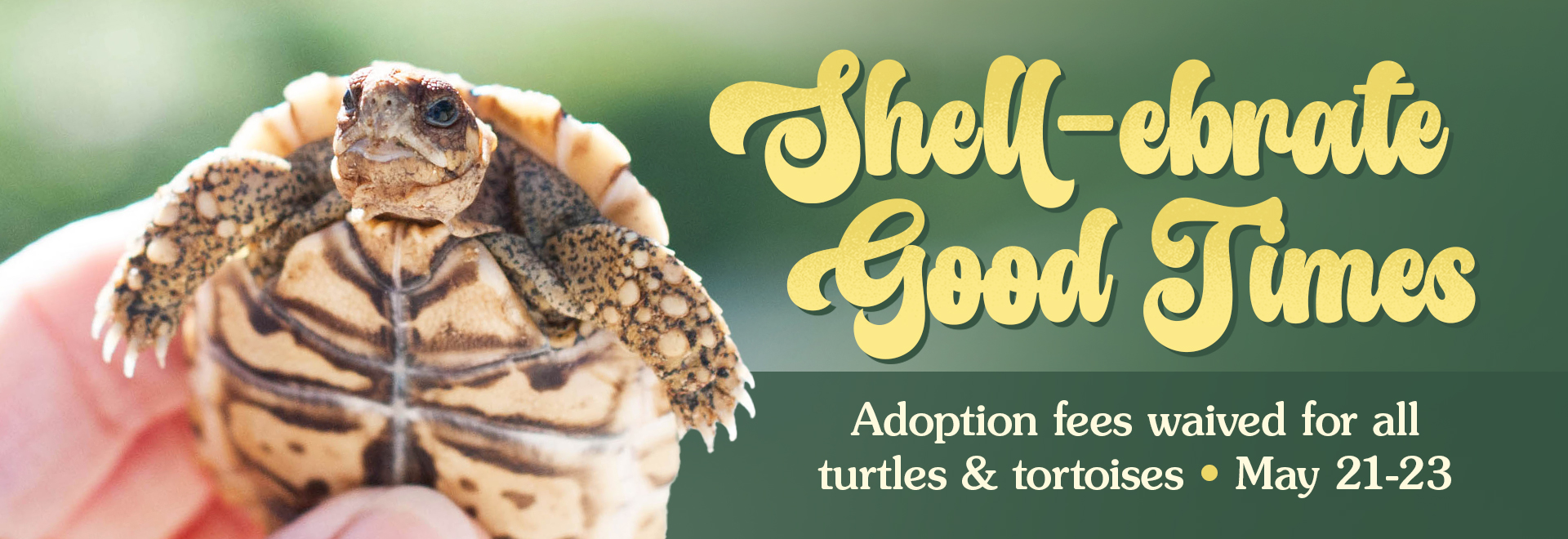 Shell-ebrate Good Times | Adoption fees waived for all turtles & tortoises May 21-23