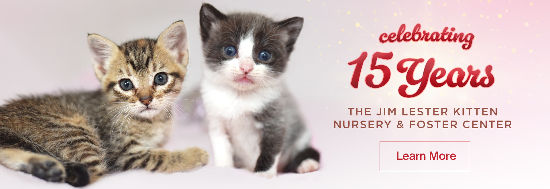 Celebrating 16 Years - The Jim Lester Kitten & Foster Center