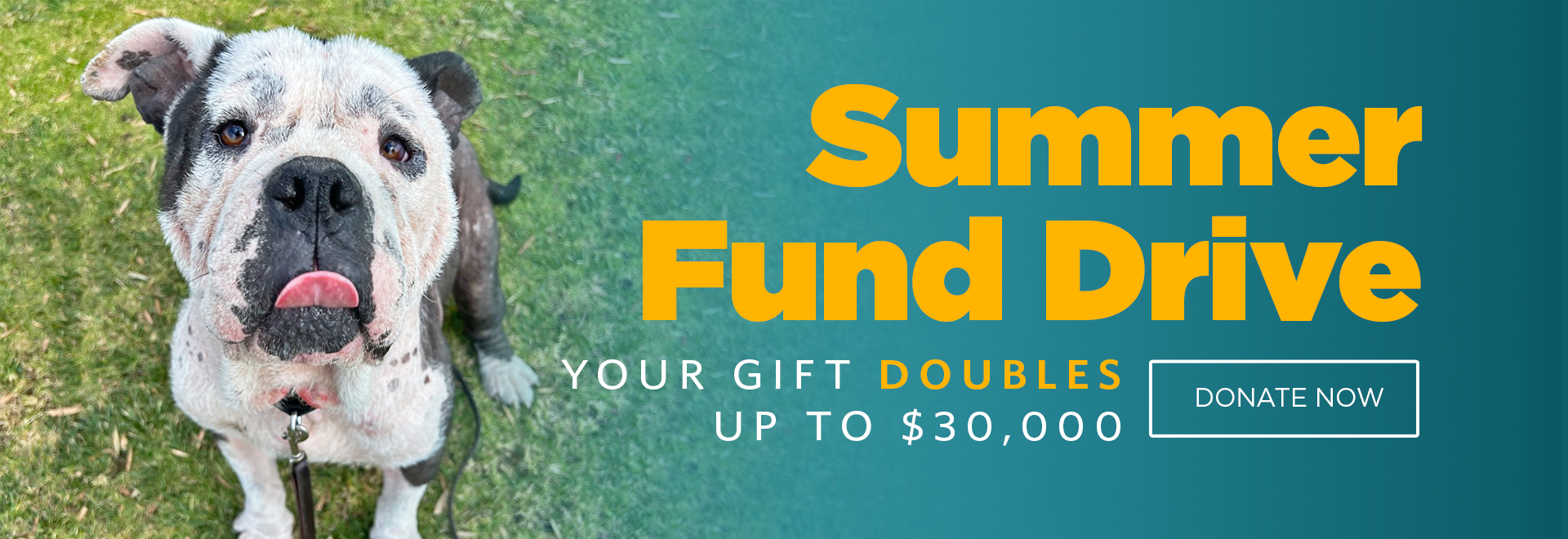 Summer Fund Drive | Your Gift Doubles Up to $30,000
