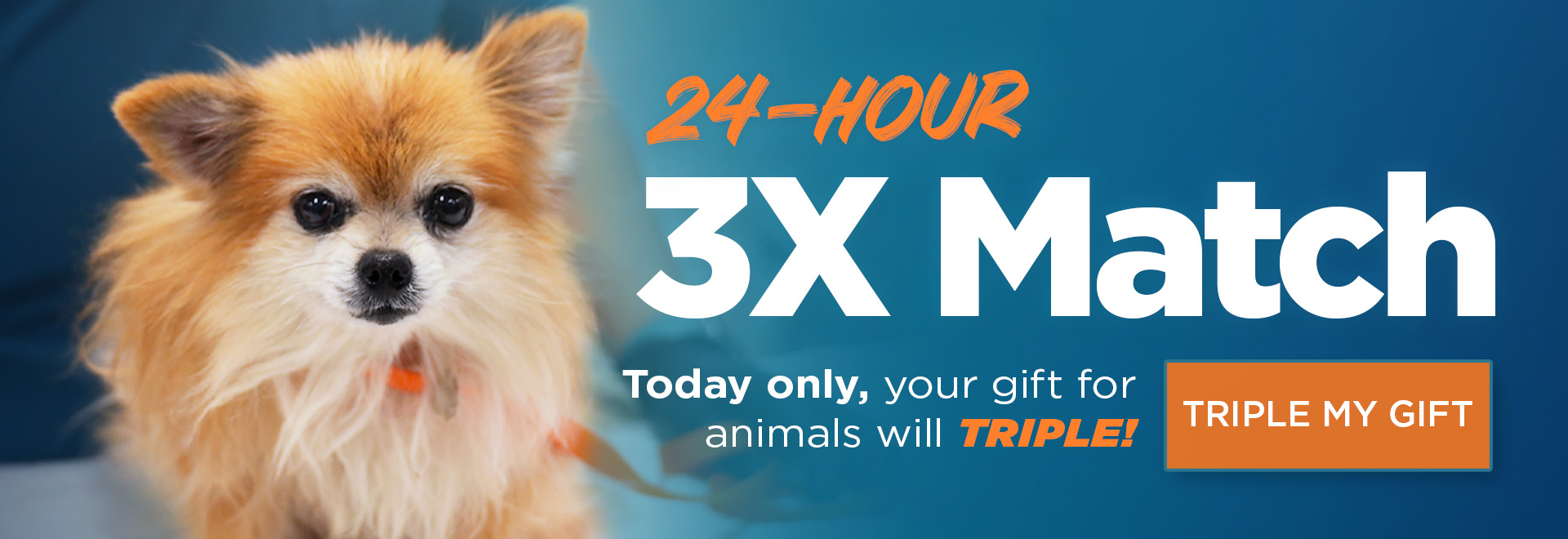 24-Hour 3X Match | Today only, yyour gift for animals will triple! | Triple my gift
