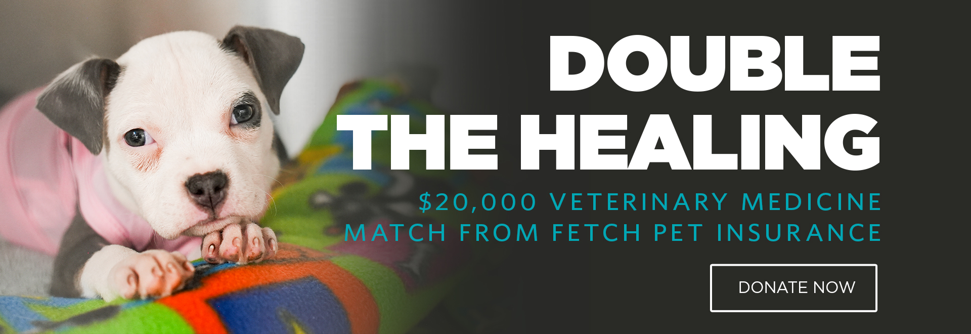 Double the healing $20,000 veterinary medicine match from Fetch Pet Insurance | Donate Now
