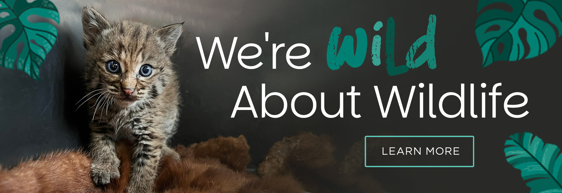 We're wild about wildlife | Learn More