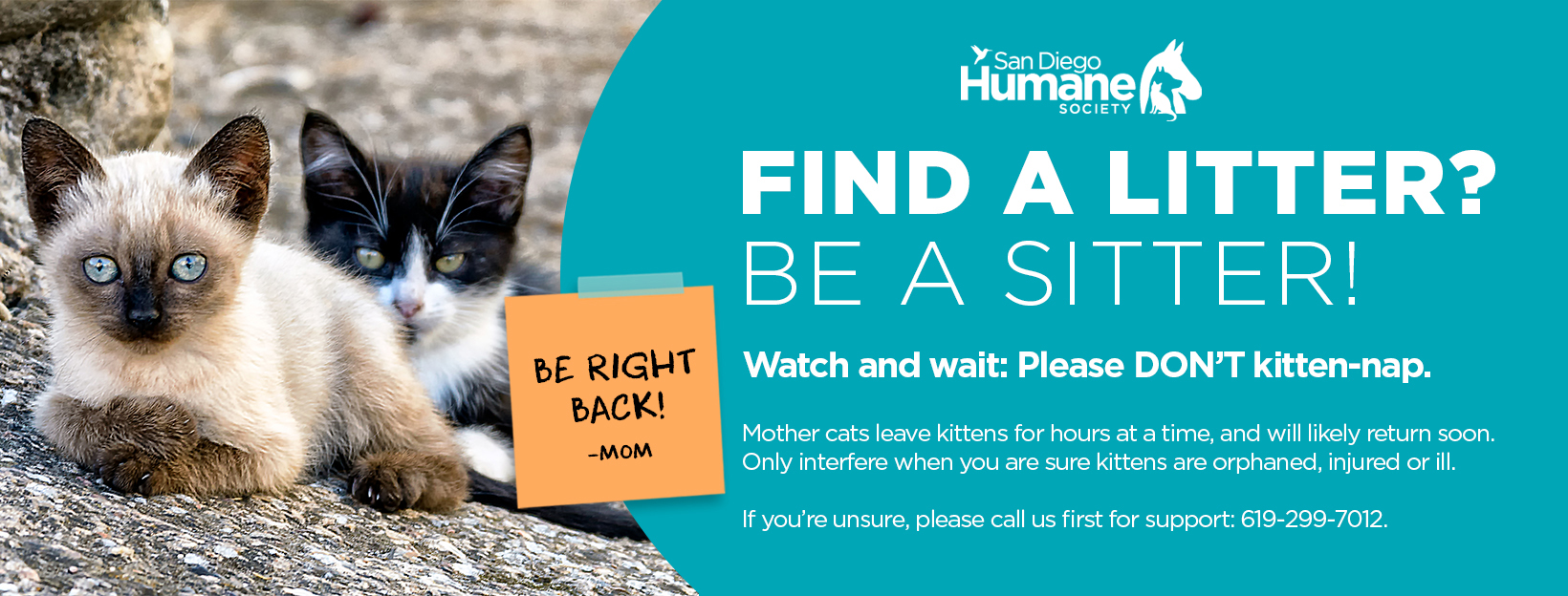 Found Kitten Guide | San Diego Humane Society