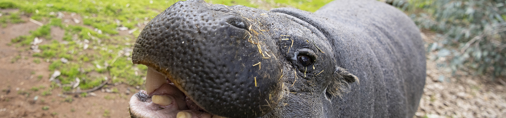 Hanna Shirley, Project Wildlife, Hippo.