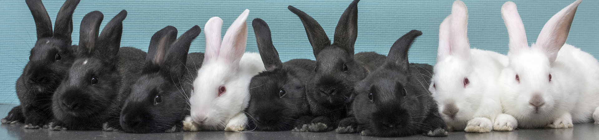 a large group of rabbits sit in a row.