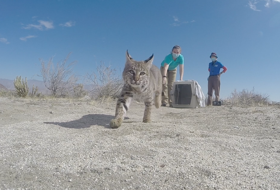 36++ Bobcat kitten behavior Funny Cats