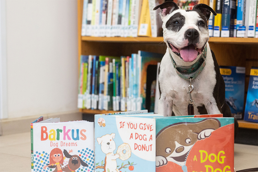 dog with books