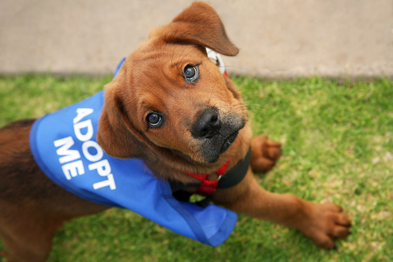 Adopt a Pet