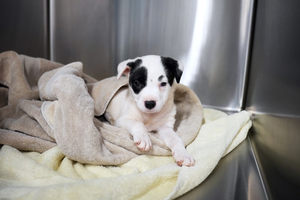 Black and white puppy in medical kennel