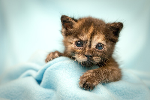 kitten daycare near me