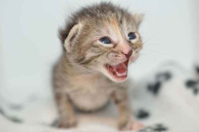 Foster San Diego Humane Society