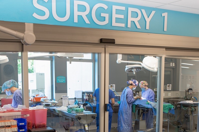 Veterinarians conduct surgery