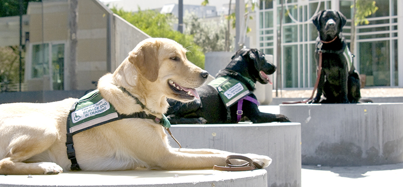 service dogs in training.