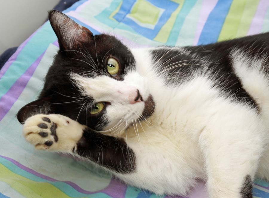 Adopt A Cat or Kitten Heritage Humane