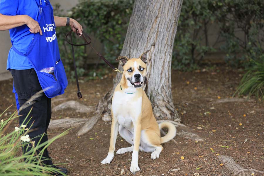 Volunteer login | San Diego Humane Society