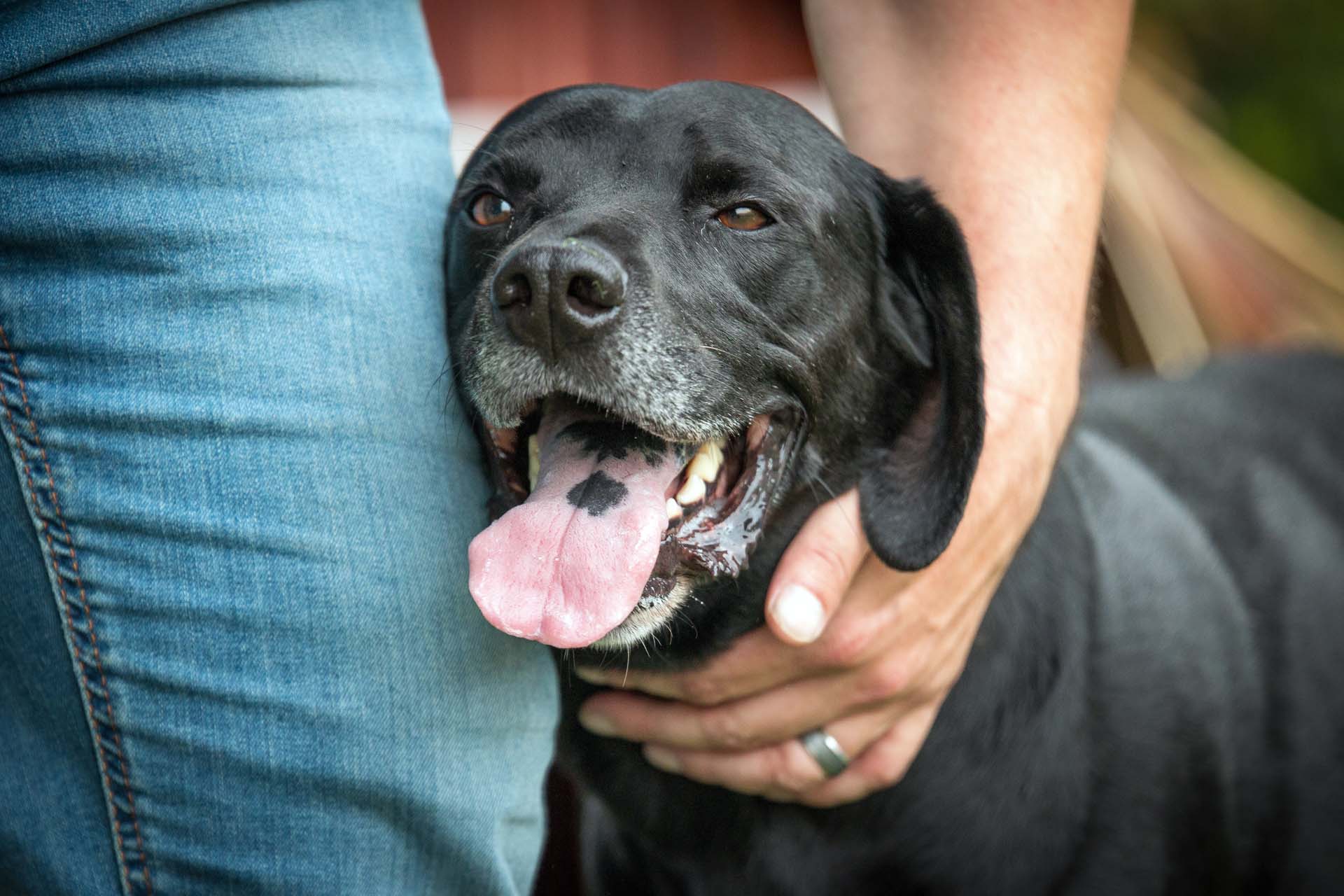 home-san-diego-humane-society