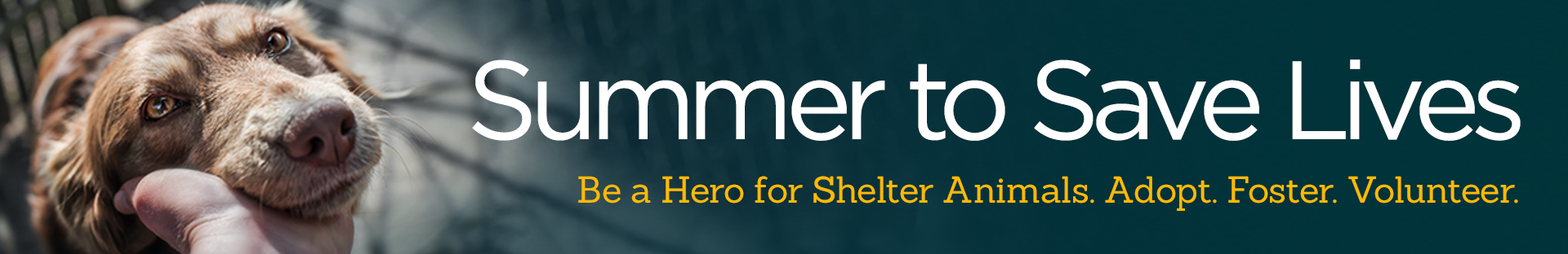 Summer to Save Lives. Be a Hero for Shelter Animals. Adopt. Foster. Volunteer.