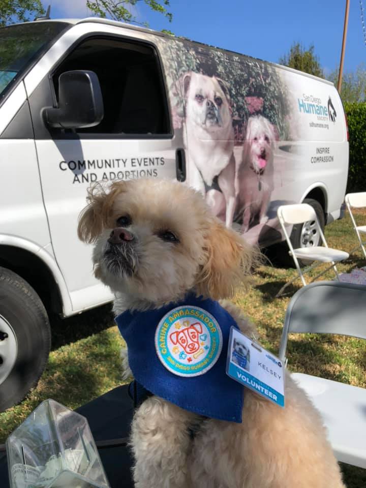 Volunteer Canine Ambassador dog Kelsey