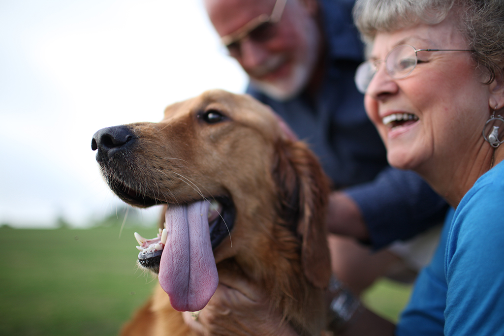 35 Top Images Pet Adoption San Diego Events : Join Us For A Live Virtual Adoption San Diego Humane Society Facebook