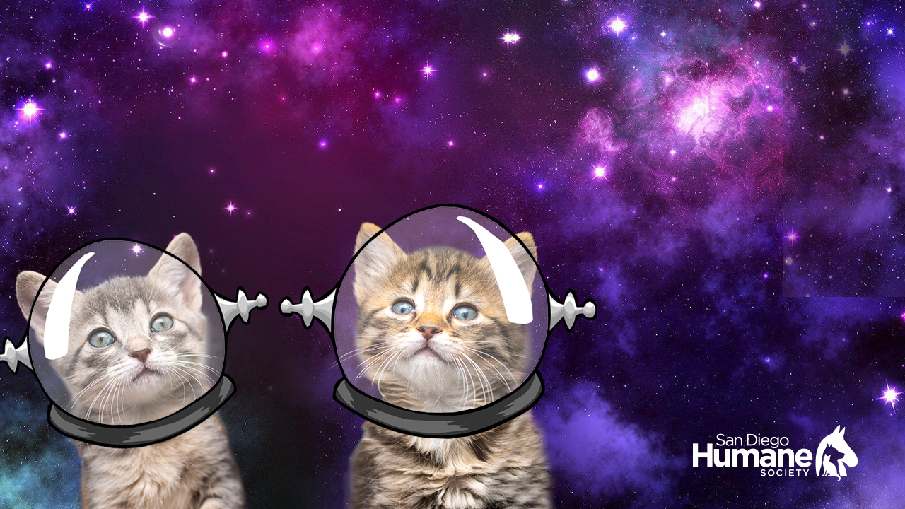 funny zoom backgrounds cats