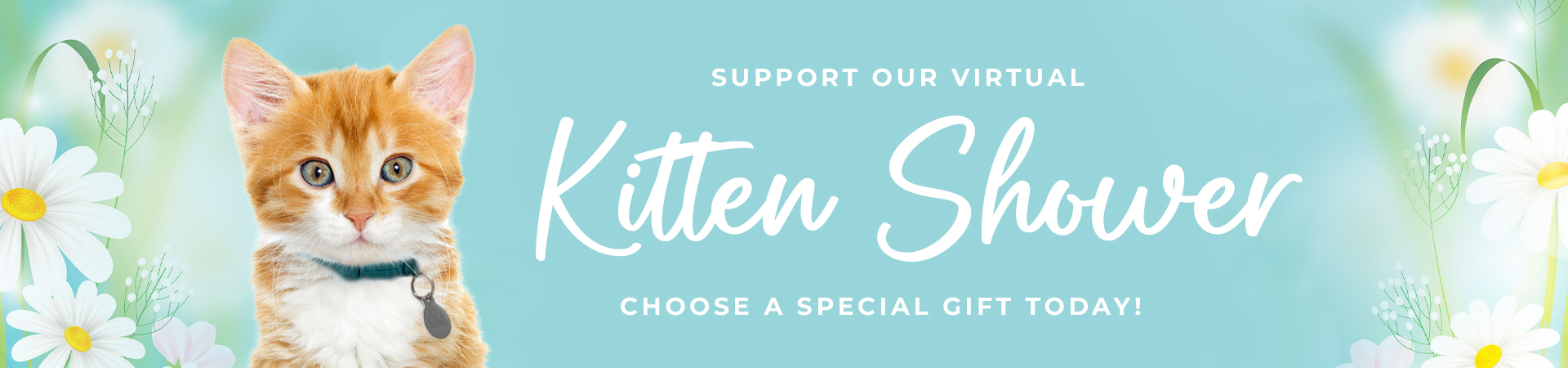 Support our virtual Kitten Shower. Choose a special gift today!
