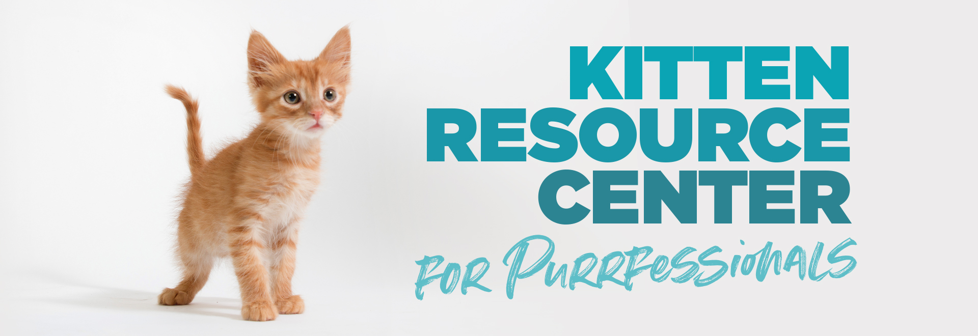 Kitten Resource Center for Purrfessionals