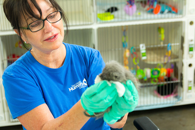 Volunteer FAQs San Diego Humane Society